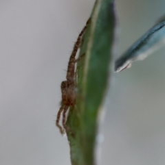 Isopeda or Isopedella sp. (genus) at Red Hill to Yarralumla Creek - 1 Apr 2024