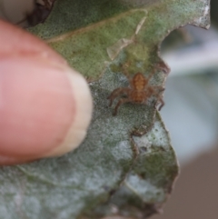 Isopeda or Isopedella sp. (genus) at Red Hill to Yarralumla Creek - 1 Apr 2024