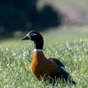 Tadorna tadornoides at Poowong East, VIC - 11 Sep 2019 12:15 PM