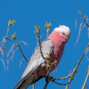 Eolophus roseicapilla (Galah) at Poowong East, VIC by Petesteamer