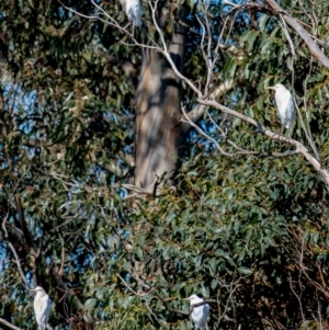 Bubulcus coromandus at Poowong East, VIC - 11 Sep 2019