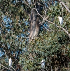 Bubulcus coromandus at Poowong East, VIC - 11 Sep 2019