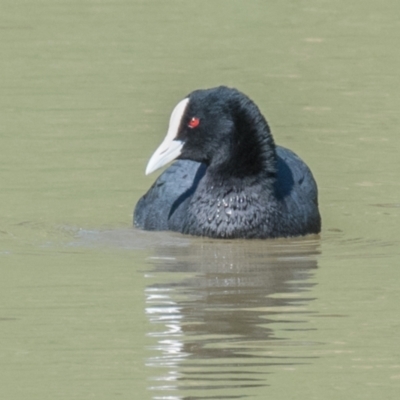 Fulica atra (Eurasian Coot) at Poowong East, VIC - 11 Sep 2019 by Petesteamer