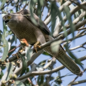 Tachyspiza fasciata at Poowong East, VIC - 5 Dec 2018