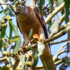 Tachyspiza fasciata at Poowong East, VIC - 5 Dec 2018