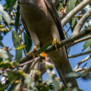 Tachyspiza fasciata at Poowong East, VIC - 5 Dec 2018