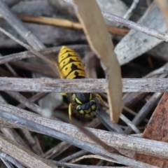 Vespula germanica (German Yellowjacket Wasp (also known as European Wasp)) at Hughes Grassy Woodland - 6 Apr 2024 by LisaH