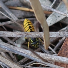 Vespula germanica (European wasp) at Hughes, ACT - 6 Apr 2024 by LisaH