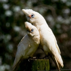 Cacatua sanguinea at Poowong East, VIC - 24 Nov 2018 10:57 AM