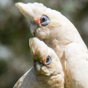 Cacatua sanguinea at Poowong East, VIC - 24 Nov 2018 10:57 AM