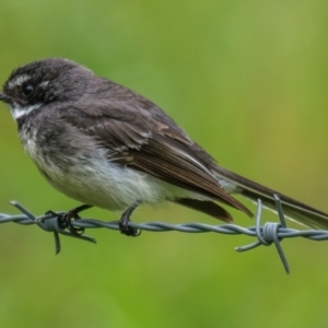 Rhipidura albiscapa at Poowong East, VIC - 24 Nov 2018