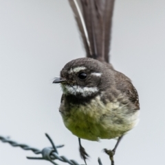 Rhipidura albiscapa at Poowong East, VIC - 24 Nov 2018