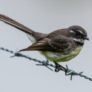 Rhipidura albiscapa at Poowong East, VIC - 24 Nov 2018