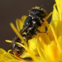 Megachile (Hackeriapis) rhodura (A Resin Bee) at Red Hill to Yarralumla Creek - 6 Apr 2024 by LisaH