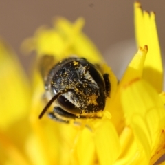 Megachile (Hackeriapis) rhodura at Red Hill to Yarralumla Creek - 6 Apr 2024