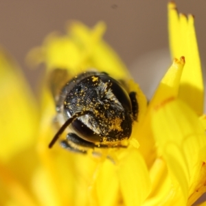 Megachile (Hackeriapis) rhodura at Red Hill to Yarralumla Creek - 6 Apr 2024