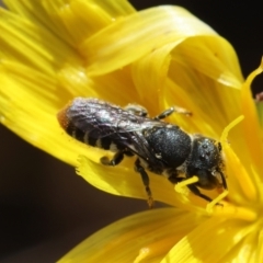 Megachile (Hackeriapis) rhodura at Red Hill to Yarralumla Creek - 6 Apr 2024