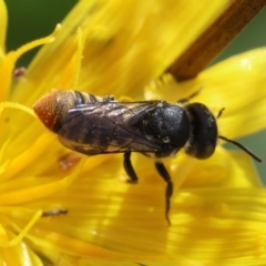 Megachile (Hackeriapis) rhodura at Red Hill to Yarralumla Creek - 6 Apr 2024