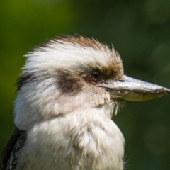 Dacelo novaeguineae (Laughing Kookaburra) at Poowong East, VIC - 24 Nov 2018 by Petesteamer