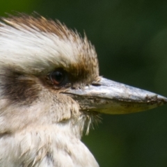 Dacelo novaeguineae at Poowong East, VIC - 24 Nov 2018