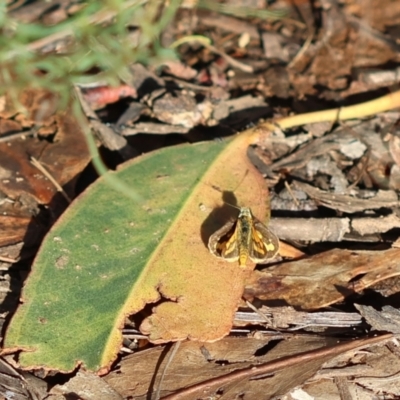 Ocybadistes walkeri (Green Grass-dart) at Red Hill to Yarralumla Creek - 6 Apr 2024 by LisaH