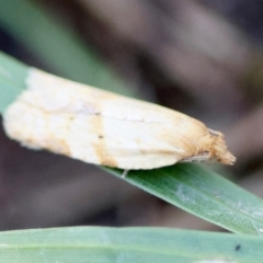 Merophyas divulsana (Lucerne Leafroller) at Red Hill to Yarralumla Creek - 6 Apr 2024 by LisaH