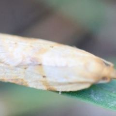 Merophyas divulsana at Hughes Grassy Woodland - 6 Apr 2024