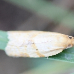 Merophyas divulsana at Hughes Grassy Woodland - 6 Apr 2024