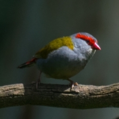 Neochmia temporalis (Red-browed Finch) at Poowong East, VIC - 16 Nov 2018 by Petesteamer