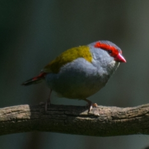Neochmia temporalis (Red-browed Finch) at Poowong East, VIC by Petesteamer