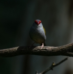 Neochmia temporalis at Poowong East, VIC - 16 Nov 2018 10:54 AM