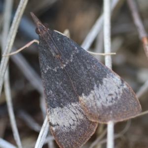 Uresiphita ornithopteralis at Red Hill to Yarralumla Creek - 6 Apr 2024