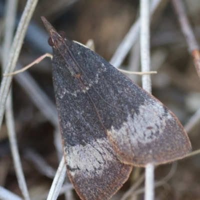 Uresiphita ornithopteralis (Tree Lucerne Moth) at Deakin, ACT - 6 Apr 2024 by LisaH