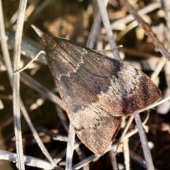 Uresiphita ornithopteralis at Red Hill to Yarralumla Creek - 6 Apr 2024 05:41 PM