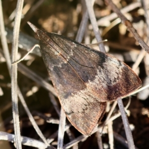 Uresiphita ornithopteralis at Red Hill to Yarralumla Creek - 6 Apr 2024 05:41 PM