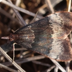 Uresiphita ornithopteralis at Red Hill to Yarralumla Creek - 6 Apr 2024 05:41 PM