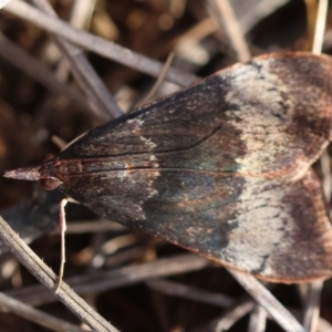 Uresiphita ornithopteralis at Red Hill to Yarralumla Creek - 6 Apr 2024