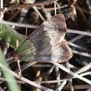 Uresiphita ornithopteralis at Red Hill to Yarralumla Creek - 6 Apr 2024 05:41 PM