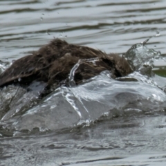 Anas superciliosa (Pacific Black Duck) at Poowong East, VIC - 4 Nov 2018 by Petesteamer