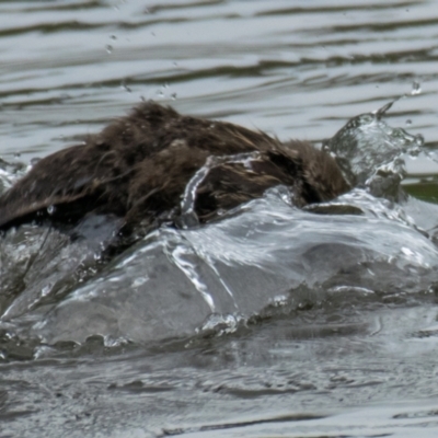 Anas superciliosa (Pacific Black Duck) at Poowong East, VIC - 4 Nov 2018 by Petesteamer