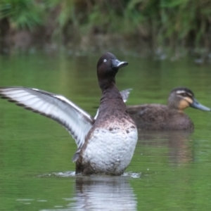 Aythya australis at Poowong East, VIC - 4 Nov 2018 09:12 AM