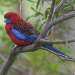 Platycercus elegans (Crimson Rosella) at suppressed - 30 Oct 2018 by Petesteamer