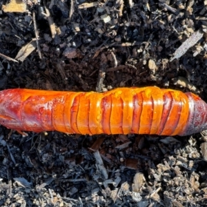 Hepialidae (family) at Michelago, NSW - suppressed