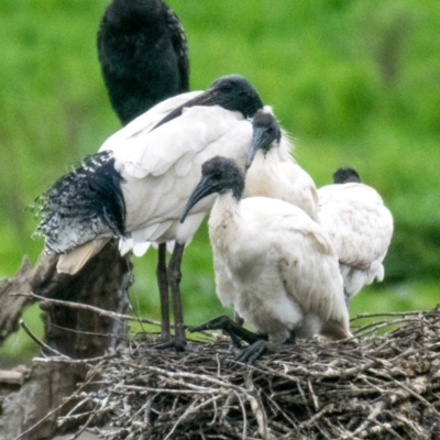 Threskiornis molucca (Australian White Ibis) at suppressed - 4 Oct 2018 by Petesteamer