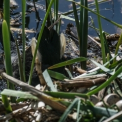 Gallinula tenebrosa at Poowong East, VIC - 4 Oct 2018