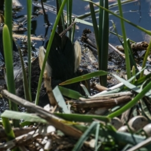 Gallinula tenebrosa at Poowong East, VIC - 4 Oct 2018