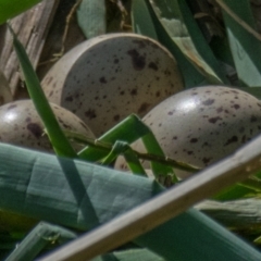 Gallinula tenebrosa at Poowong East, VIC - 4 Oct 2018