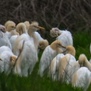 Bubulcus coromandus at Poowong North, VIC - 4 Oct 2018