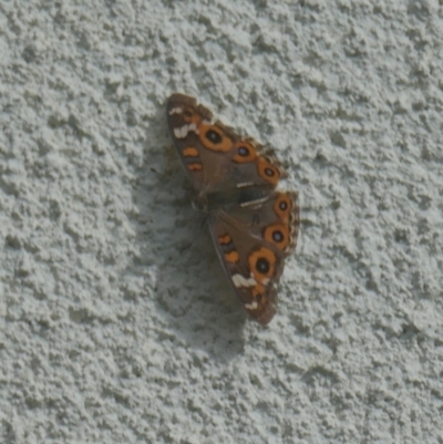 Junonia villida (Meadow Argus) at Lyons, ACT - 6 Apr 2024 by ran452