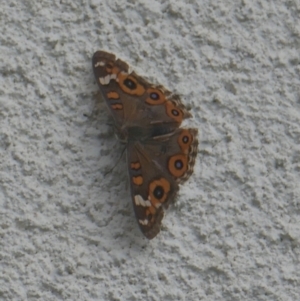 Junonia villida at Lyons, ACT - 6 Apr 2024